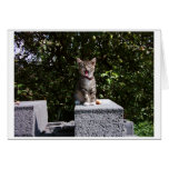 yawning cat cards