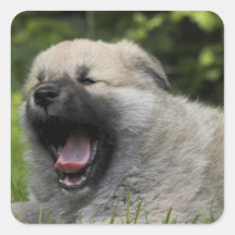 Yawning Chow Chow Stickers