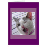 Yawning Kitten cards