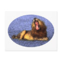Yawning Lion postcards