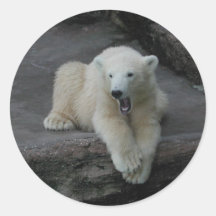 Yawning Polar bear cub Round Stickers