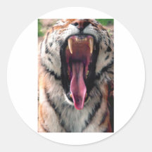 Yawning tiger 2