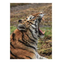 Yawning Tiger Invitation