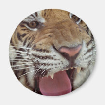 Year of the Tiger Round Magnet