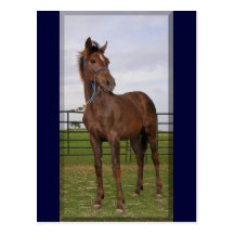 Yearling Postcards