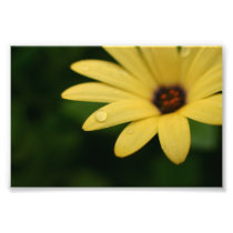 Yellow african daisy flower photograph print art