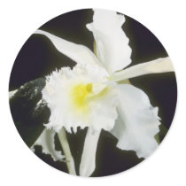 Yellow Albion (Brassocattleya) flowers Round Sticker