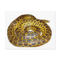 Yellow Anaconda Postcards