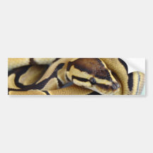 Yellow and Black Ball Python 3 Bumper Stickers