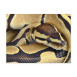 Yellow and Black Ball Python 3 postcards