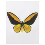 Yellow and Black Butterfly flyers