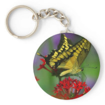 Yellow and Black Butterfly