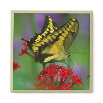 Yellow and Black Butterfly