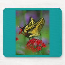 Yellow and Black Butterfly