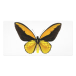 Yellow and Black Butterfly photo cards