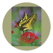 Yellow and Black Butterfly