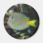 Yellow and blue fish magnet