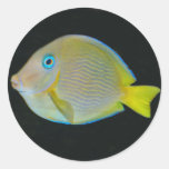 Yellow and blue fish stickers