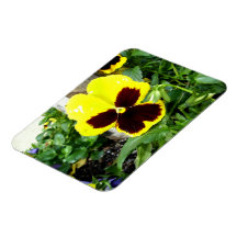 Yellow And Maroon Pansy Flexible Magnets