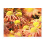 Yellow and orange daisy wildflowers postcards