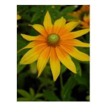 Yellow and Orange Flower Postcards