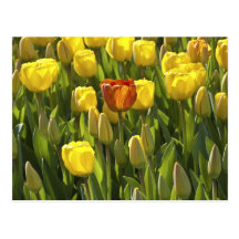 Yellow and Orange Tuips Postcard