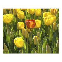 Yellow and Orange Tulips 20" x 16" Photo Print