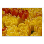 Yellow and Orange Tulips Card