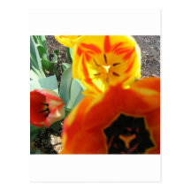 Yellow and Orange Tulips Postcard