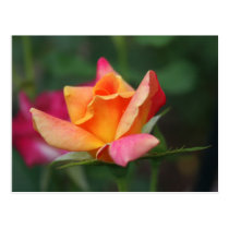 Yellow and Pink Rose postcards