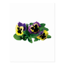 Yellow and Purple Pansy Trio Post Card