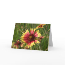 Yellow and Red Gaillardia Flower Greeting Cards