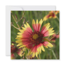 Yellow and Red Gaillardia Flower Invitations