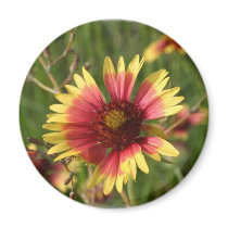 Yellow and Red Gaillardia Flower Magnet
