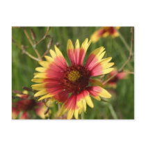 Yellow and Red Gaillardia Flower Postcards