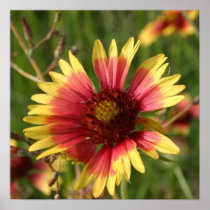 Yellow and Red Gaillardia Flower Poster