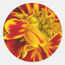 Yellow and Red Marigold Close Up Sticker