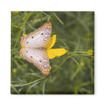 Yellow and White Butterfly magnets