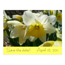 Yellow and White Daffodil "Save the Date" Postcard