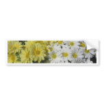 Yellow and White Daisies bumper stickers