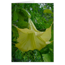 Yellow Angel's Trumpet Note Card