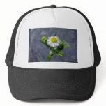 Yellow Annual Fleabane (Erigeron Annuus) flowers Hat
