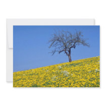 yellow Apple tree and dandelion meadow flowers Invitation