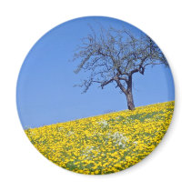 yellow Apple tree and dandelion meadow flowers Magnets