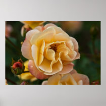 Yellow Apricot Rose DSC3260