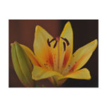 Yellow Asiatic Lily Postcard