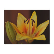 Yellow Asiatic Lily Postcard