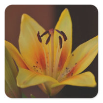 Yellow Asiatic Lily Stickers