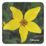 Yellow Aster Sticker