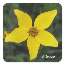 Yellow Aster Sticker
